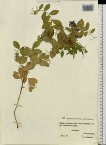 Чина японская Willd., Восточная Европа, Литва (E2a) (Литва)