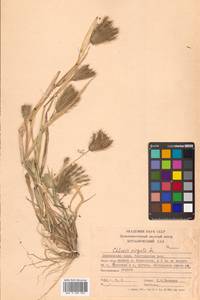 Хлорис прутьевидный Sw., Сибирь, Дальний Восток (S6) (Россия)
