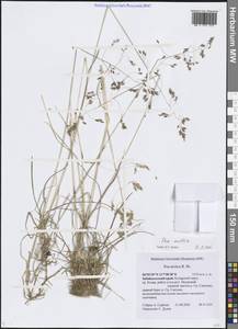 Мятлик арктический R.Br., Сибирь, Прибайкалье и Забайкалье (S4) (Россия)