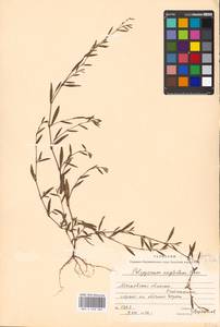 Polygonum arenastrum subsp. arenastrum, Восточная Европа, Московская область и Москва (E4a) (Россия)