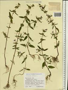 Пикульник ладанниковый L., Восточная Европа, Северный район (E1) (Россия)