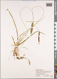 Стрелолист плавающий Pall., Сибирь, Якутия (S5) (Россия)