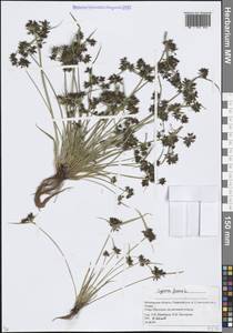 Сыть бурая L., Восточная Европа, Московская область и Москва (E4a) (Россия)