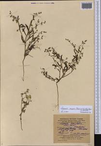 Липучка поникшая (Lehm.) Menyh., Средняя Азия и Казахстан, Каракумы (M6) (Туркмения)