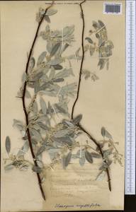 Лох узколистный, Лох обыкновенный L., Средняя Азия и Казахстан, Прикаспийский Устюрт и Северное Приаралье (M8) (Казахстан)