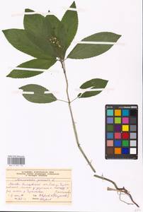 Пролесник многолетний L., Восточная Европа, Московская область и Москва (E4a) (Россия)