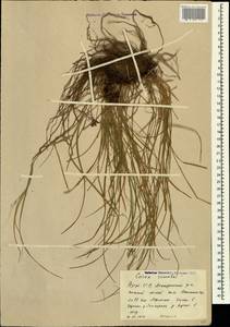 Осока расставленная, Осока раздвинутая L., Кавказ, Азербайджан (K6) (Азербайджан)