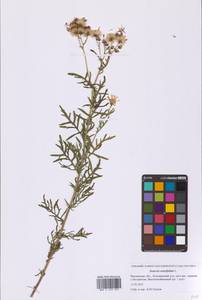 Якобея эруколистная, Восточная Европа, Московская область и Москва (E4a) (Россия)