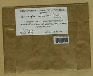 Sarmentypnum exannulatum (Schimp.) Hedenäs, Гербарий мохообразных, Мхи - Москва и Московская область (B6a) (Россия)