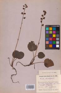 Грушанка круглолистная L., Восточная Европа, Московская область и Москва (E4a) (Россия)