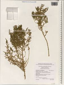 Caroxylon imbricatum (Forssk.) Akhani & Roalson, Зарубежная Азия (ASIA) (Израиль)