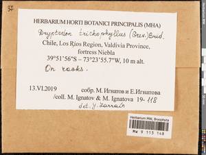Grimmia trichophylla Grev., Гербарий мохообразных, Мхи - Америка (BAm) (Чили)