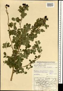 Rosa laxa var. kaschgarica (Rupr.) Y. L. Han, Монголия (MONG) (Монголия)