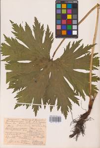 Борец северный Koelle, Восточная Европа, Восточный район (E10) (Россия)