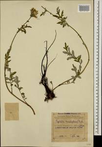 Psephellus karabaghensis Sosn., Кавказ, Азербайджан (K6) (Азербайджан)