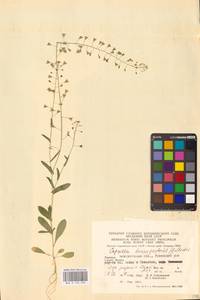 Пастушья сумка обыкновенная (L.) Medik., Восточная Европа, Западно-Украинский район (E13) (Украина)