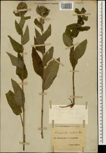 Campanula glomerata subsp. hispida (Witasek) Hayek, Кавказ, Северная Осетия, Ингушетия и Чечня (K1c) (Россия)