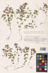 Лядвенец узкий L., Восточная Европа, Нижневолжский район (E9) (Россия)