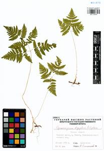 Голокучник обыкновенный (L.) Newman, Сибирь, Западная Сибирь (S1) (Россия)