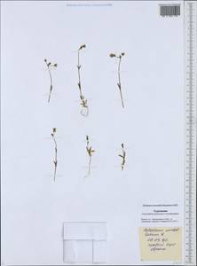 Костенец зонтичный L., Средняя Азия и Казахстан, Каракумы (M6) (Туркмения)