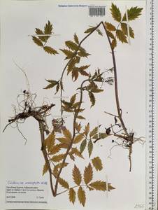 Сердечник крупнолистный Willd., Сибирь, Прибайкалье и Забайкалье (S4) (Россия)