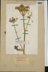 Борщевик обыкновенный L., Западная Европа (EUR) (Германия)