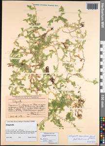 Selaginella kraussiana (G. Kunze) A. Br., Африка (AFR) (Эфиопия)
