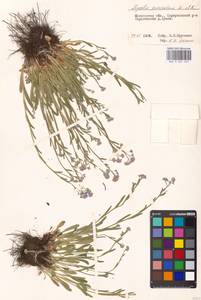 Незабудка альпийская F.W.Schmidt, Восточная Европа, Московская область и Москва (E4a) (Россия)