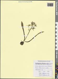 Птицемлечник Балансы Boiss., Кавказ, Черноморское побережье (от Новороссийска до Адлера) (K3) (Россия)