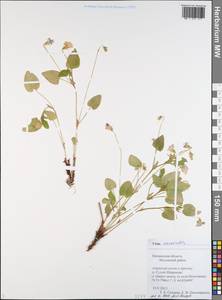 Фиалка Руппа All., Восточная Европа, Средневолжский район (E8) (Россия)