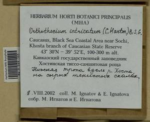 Orthothecium intricatum (Hartm.) Schimp., Гербарий мохообразных, Мхи - Северный Кавказ и Предкавказье (B12) (Россия)