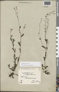 Незабудка полевая (L.) Hill, Восточная Европа, Северо-Украинский район (E11) (Украина)