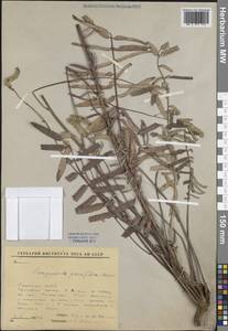 Poterium tenuifolium var. album (Trautv. & C.A.Mey.) J.H.Xue, Chepinoga & K.P.Ma, Сибирь, Якутия (S5) (Россия)