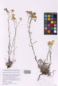 Helichrysum arenarium subsp. ponticum (Velen.) Clapham, Восточная Европа, Южно-Украинский район (E12) (Украина)