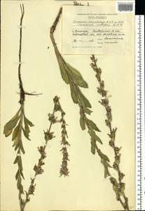 Колокольчик крупноколосый Waldst. & Kit. ex Willd., Восточная Европа, Молдавия (E13a) (Молдавия)