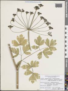 Лазурник трехлопастный (L.) Borkh., Восточная Европа, Центральный лесостепной район (E6) (Россия)