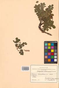 Копеечник копеечниковый (L.) Schinz & Thell., Сибирь, Дальний Восток (S6) (Россия)