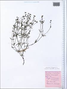 Asperula tinctoria L., Крым (KRYM) (Россия)