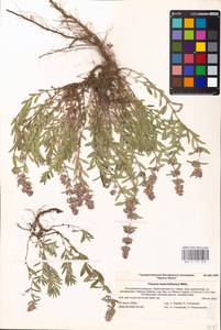MHA 0 157 058, Thymus pannonicus All., Восточная Европа, Нижневолжский район (E9) (Россия)