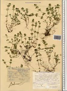 Круциата гладконогая Opiz, Кавказ, Северная Осетия, Ингушетия и Чечня (K1c) (Россия)