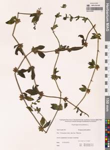 Острица лежачая, Острица простертая L., Сибирь, Чукотка и Камчатка (S7) (Россия)