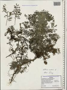 Artemisia caerulescens subsp. caerulescens, Кавказ, Азербайджан (K6) (Азербайджан)