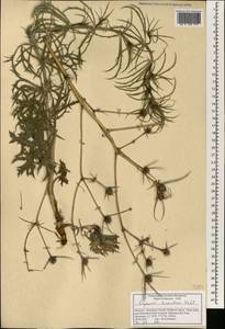 Eryngium triquetrum Vahl, Африка (AFR) (Марокко)