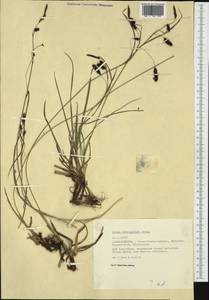 Carex ferruginea Scop., Западная Европа (EUR) (Франция)