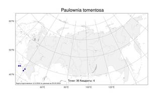 Paulownia tomentosa, Павловния войлочная (Thunb.) Steud., Атлас флоры России (FLORUS) (Россия)