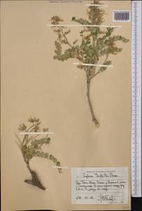 Sophora mollis subsp. griffithii (Stocks)Ali, Средняя Азия и Казахстан, Западный Тянь-Шань и Каратау (M3) (Киргизия)