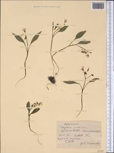 Claytonia caroliniana Michx., Америка (AMER) (США)