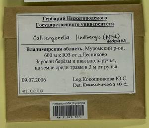 Calliergonella lindbergii (Mitt.) Hedenäs, Гербарий мохообразных, Мхи - Центральное Нечерноземье (B6) (Россия)