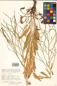 Вечерница печальная L., Восточная Европа, Нижневолжский район (E9) (Россия)