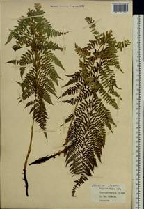 Pseudathyrium alpestre subsp. alpestre, Восточная Европа, Северный район (E1) (Россия)